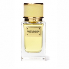 Dolce & Gabbana Velvet Mimosa Bloom Dolce & Gabbana Velvet Mimosa Bloom
